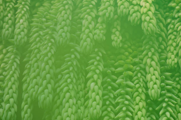 istock Succulents in the fog 1382699954