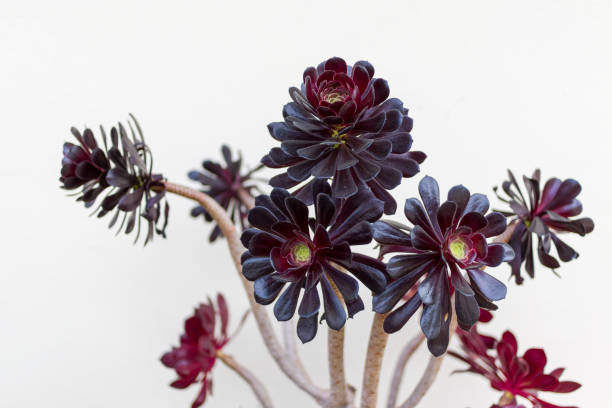 Succulent plant
