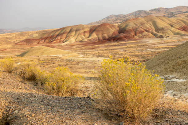 istock Wild flowers at Painted Hills Unit 1382700201