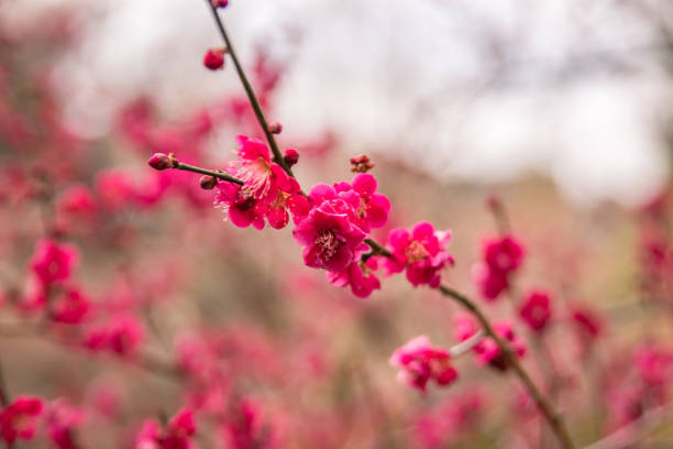 Free picture: blossom, flowering cherry, garden, japan, spring time ...