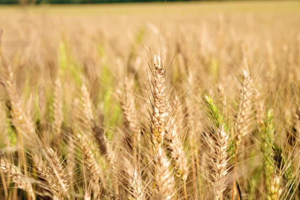 istock Summer autumn yellow wheat field ear spike spica 1382702166