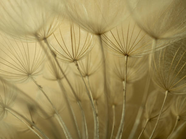 istock Dandelion macro on a beige background. Airy and light natural background. Selective focus 1382704622