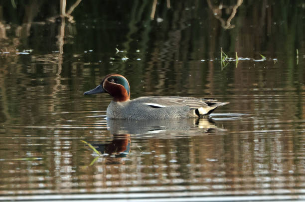 Common Teal Common Teal (Anas crecca crecca) adult male on pond"n"nEccles-on-Sea, Norfolk, UK           March green winged teal duck stock pictures, royalty-free photos & images