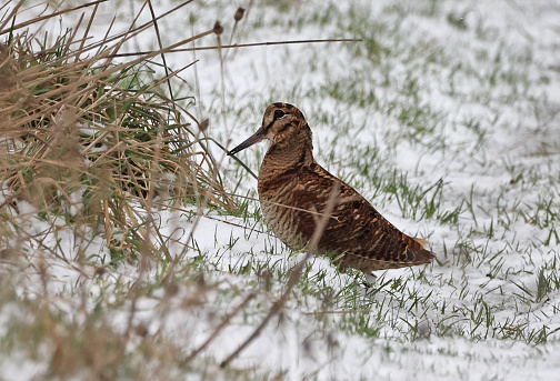 Eurasian Woodcock (Scolopax rusticola) adult of short billed form foraging in snow\