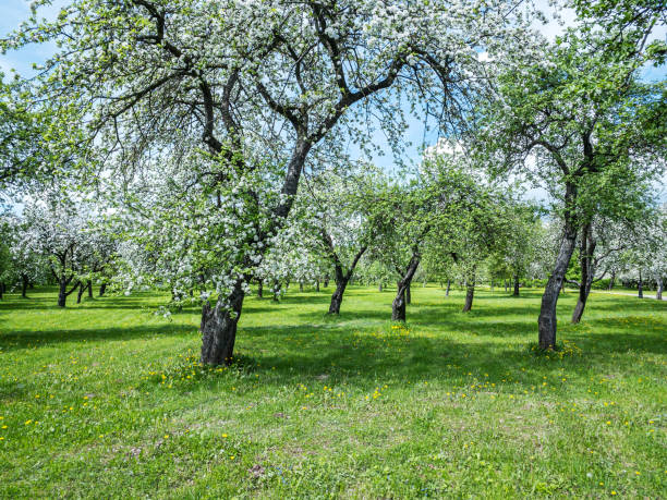 istock blooming old apple tree garden on sunny spring day 1382707461