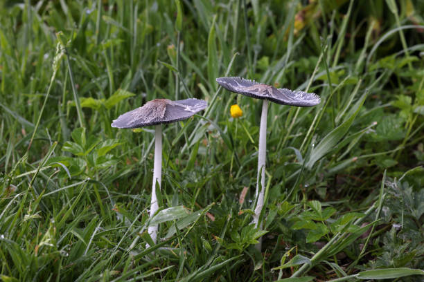 fungi growing in damp grassland\