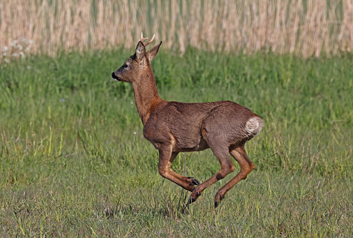 Western Roe Deer (Capreolus capreolus) adult buck bounding on rough pasture