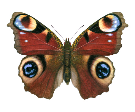 An illustration of a Peacock Butterfly.