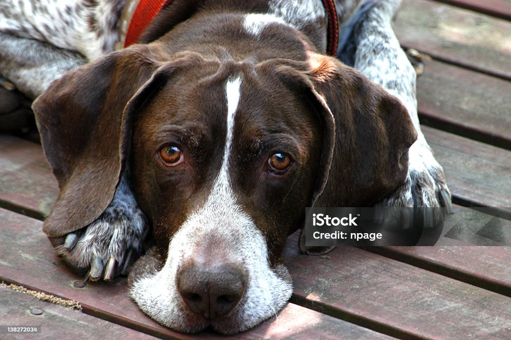 Cão de pássaros - Foto de stock de Animal de Trabalho royalty-free