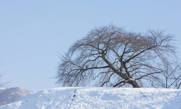 istock A bare zelkova tree on a hill covered with white snow 1382720486