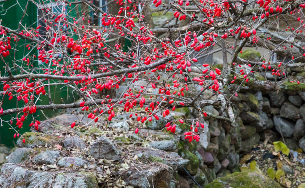 istock Autumn, when the open cornus fruit is ripening red 1382720623