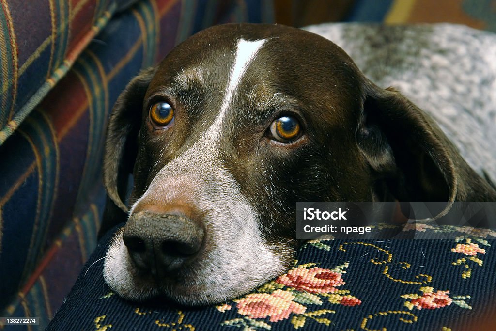 Apportierhund II - Lizenzfrei Braun Stock-Foto