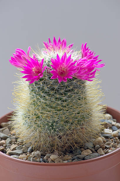 éclosion d'une fleur de cactus - mammillaria cactus photos et images de collection