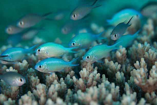 Blue-green Chromis Blue-green Chromis (Chromis viridis) on a tropical coral reef off the islands of Palau in Micronesia. chromis stock pictures, royalty-free photos & images