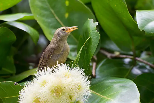 Giant White-eye (Megazosterops palauensis), an endangered endemic to Palau found only on the islands of Babelthuap, Urukthapel,  and Peleliu.  This individual was photographed on Peleliu foraging on a flowering tree.