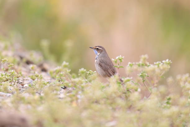 istock Bluethroat (Luscinia svecica) male in Japan 1382753873