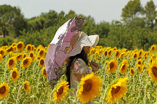walk in the sunflower field stock photo