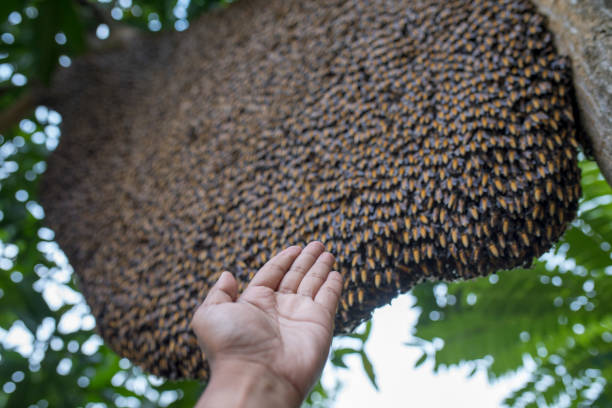 showing Bees and beehives hanging from trees