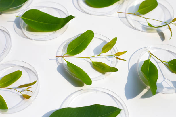 istock Fresh green eucalyptus leaves in petri dishes on white background. 1382768908