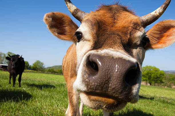 istock Swiss miss cow 138277072