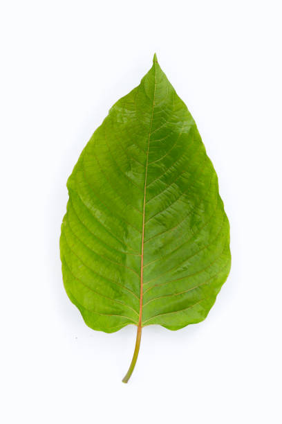 istock Mitragyna speciosa, Fresh kratom leaf on white background 1382774455