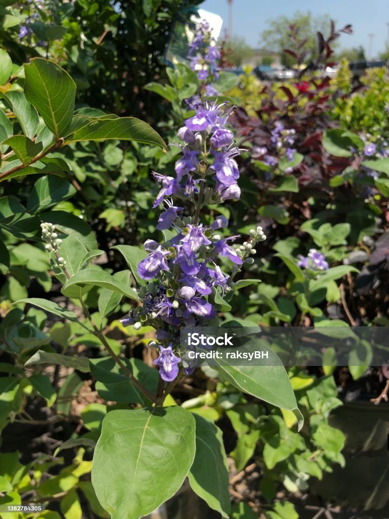Cluster of purple and white angelonia flowers Angelonia Stock Photo