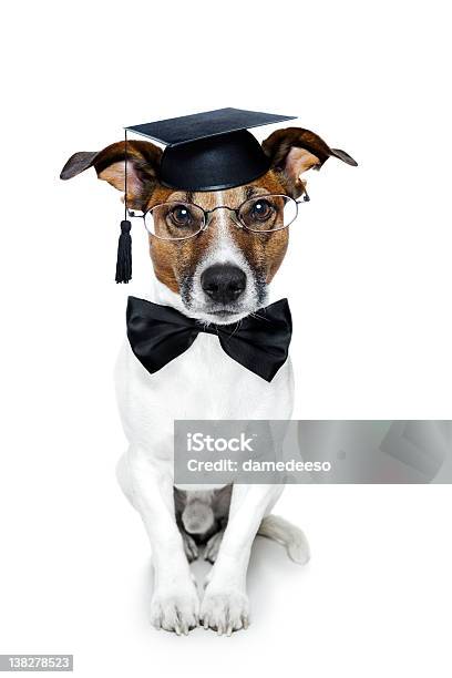 Cylinder Pies - zdjęcia stockowe i więcej obrazów Wręczenie dyplomów - Wręczenie dyplomów, Pies, Zwierzę