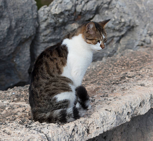 istock Cat relaxing on old roman stone 138280571