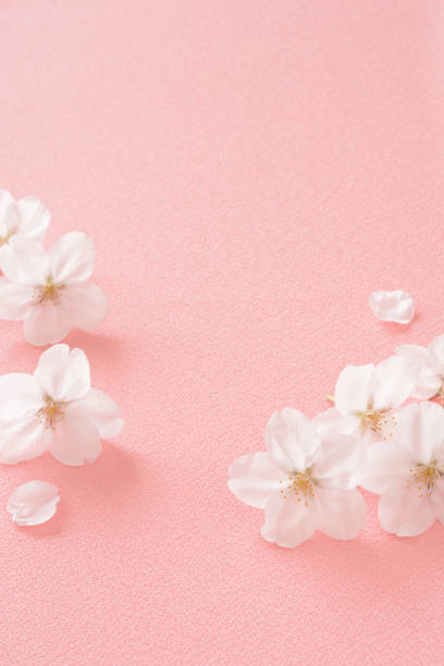 Cherry blossoms on pink clothes background