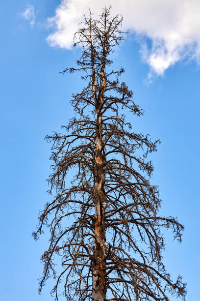 trunk of an old withered spruce with branches against a blue sky