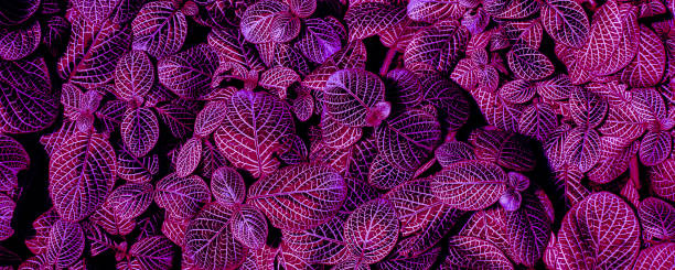 istock purple leaves background 1382812536