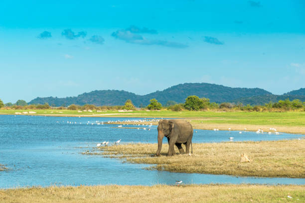 Asian elephant, elephas maximus maximus.  Sri Lanka near a lake.