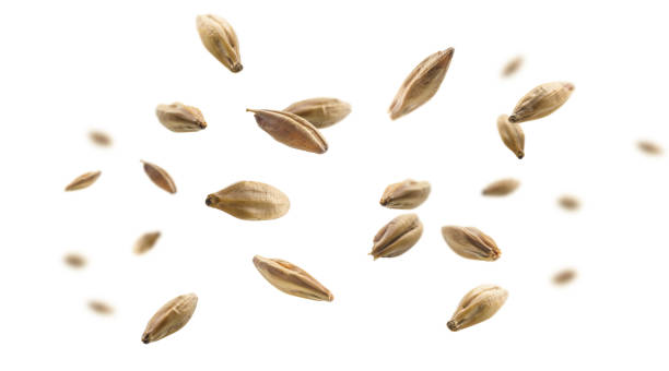 istock Barley malt grains levitate on a white background 1382826666