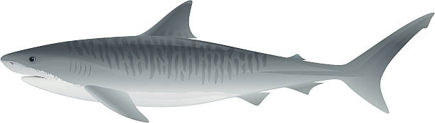 Tiger Shark Vector illustration of Tiger Shark, saltwater fish. tiger shark stock illustrations