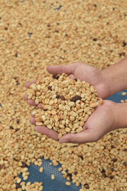 istock close up of green coffee beans 1382833190