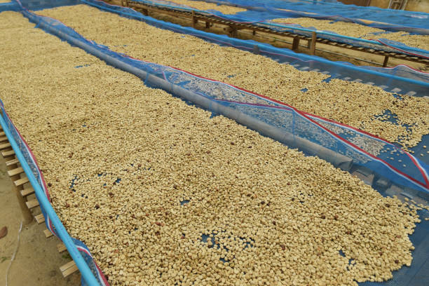 istock Close up of coffee beans drying 1382833194