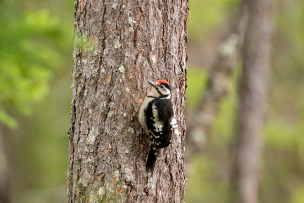 istock The lesser spotted woodpecker,  Dryobates minor 1382842721
