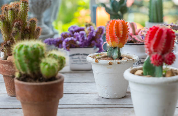 Beautiful cactus plants with orange colour in group on table in a garden. Selected focus.