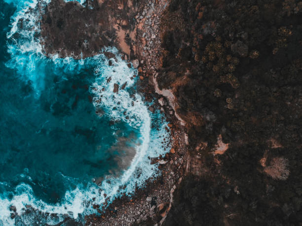 istock Beach with Sea and Trees from Above 1382846442