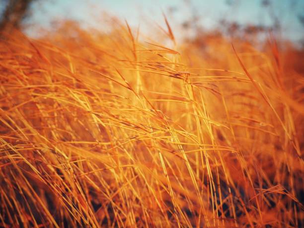 istock the wind blows the blades of grass 1382851245