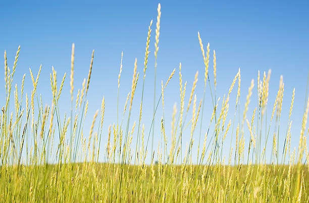 istock Grass heads in the blue sky 138286385