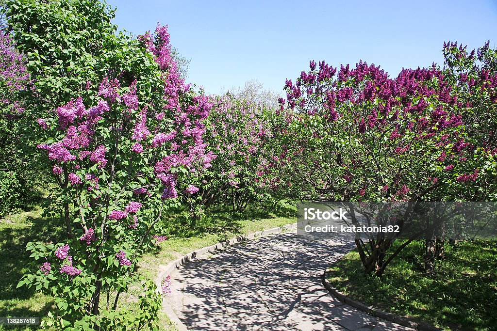 Giardino botanico di Kiev, Ucraina - Foto stock royalty-free di Albero