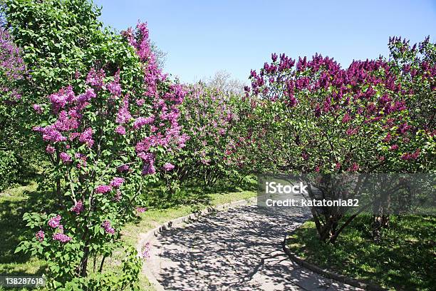 Foto de Kyiv Jardim Botânico Ucrânia e mais fotos de stock de Arbusto - Arbusto, Azul, Beco