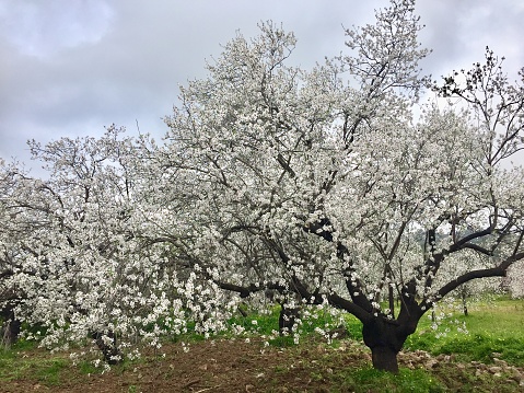 Orchard of almond trees with springtime blossoms.\n\nTaken in the Gustine, California, USA.