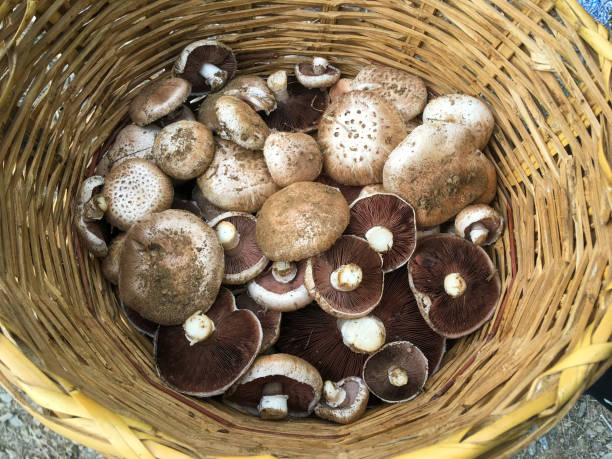갓 수확한 야생 버섯 바구니. - 숲주름버섯 뉴스 사진 이미지