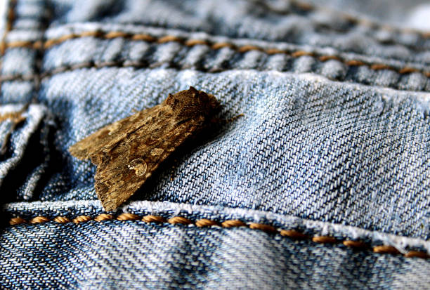 крот сидит на джинсовой одежде - moth стоковые фото и изображения