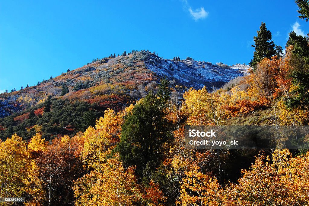 Colori autunnali, Utah - Foto stock royalty-free di Acero