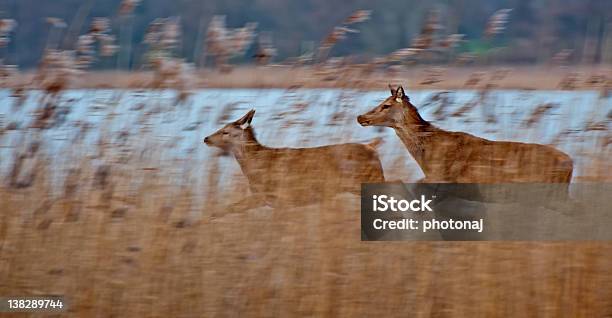 Wild Deer Running Through Reed Stock Photo - Download Image Now - Netherlands, Roe Deer, Animal