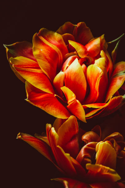 istock Bouquet of tulips 1382898958