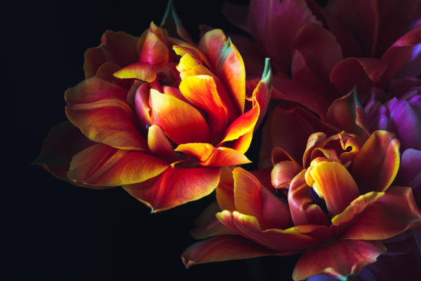 Bouquet of tulips